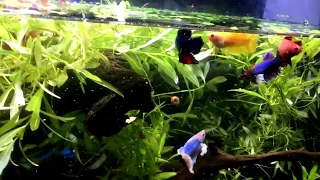 HOW to keep MANY Betta TOGETHER even Males !