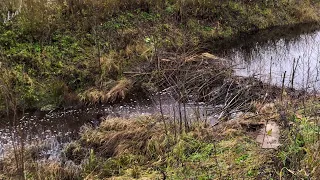 Beavers lost a big dam