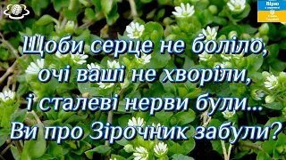 Щоби серце не боліло, очі ваші не хворіли, і сталеві нерви були... Ви про Зірочник забули?🌺