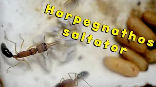 2 минуты из жизни муравьев Harpegnathos saltator