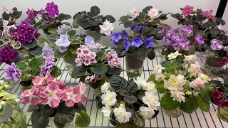 Gray Turtle Violets - 2021 Holiday Blooms - Part 1