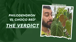 Year-Long Journey with Philodendron El Choco Red! 🌱📅 | The Ultimate Review 👌🌿