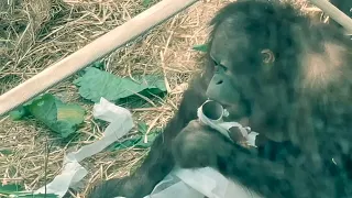 Baby orangutan Cleveland Metroparks Zoo Ohio United States of America