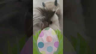 Поздравление с Пасхой от морской свинки Сью Happy Easter from Guinea Pig Sue