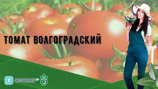 Томат Волгоградский