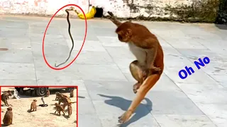 Fake Snake Banana Prank Monkey | Fake Rubber Snake Prank vs Monkey