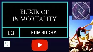 Elixir of Immortality: How To Brew Kombucha and What it Does