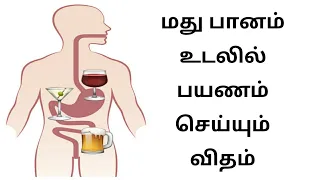 How Alcohol Affect The Body ? | Tamil