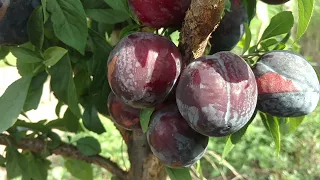 Диплоидная слива Гайя / plum Gaia/ Первый урожай. Очень вкусные плоды. Отзыв от питомника Макси Сад.