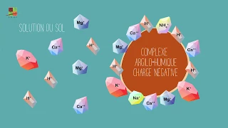 2-5 Le rôle des éléments minéraux