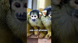 These Baby Monkeys Will Melt Your Heart