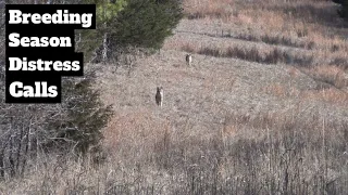 Oklahoma Coyote Hunting: Rabbit Distress During Breeding Season (4K)