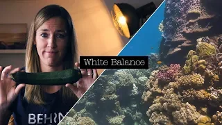 HOW TO SET MANUAL WHITE BALANCE FOR UNDERWATER FILMING