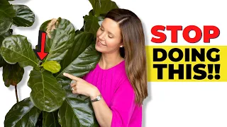 Top 7 Fiddle Leaf Fig Mistakes To Avoid | Fiddle Leaf Fig Plant Resource Center