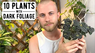 10 Houseplants With Nearly Black Foliage