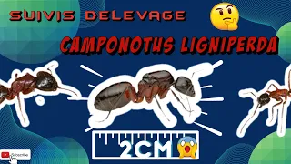 COMMENT ON EVOLUER LES CAMPONOTUS LIGNIPERDA DEPUIS LA SORTIE DE DIAPAUSE ?🤔🐜