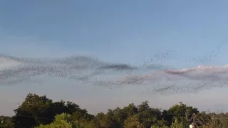 Migración de aves Austin TX