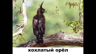 Виды орлов