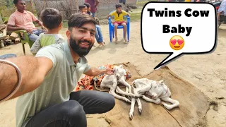 Shocking: Cow Gives Birth to Twin Calves 😍|