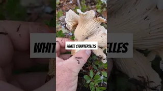 Foraging White Chanterelles #foraging #chanterelles