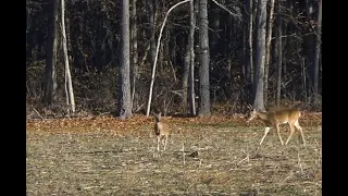 Opening Morning Of Rifle Season : Young Buck Chases A Doe...Deer Down!  (Deer Season 2019)