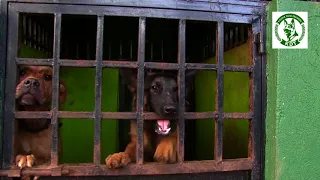 A Kaisha Dog Trainers Trailer on obedience training.