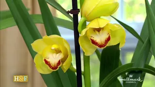 CYMBIDIUM ORCHID Care : Repeat Flowering Step by Step /Shirley Bovshow