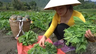 Harvesting Pumpkin Goes To Market Sell - Grind corn to feed fish and chickens | Nhất New Life