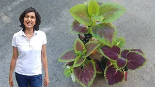 Growing Coleus from Seeds (with actual results)