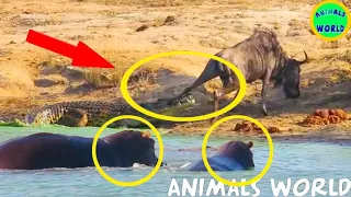 Hippos vs Crocodiles Fighting - Hippos Save Wildebeest from Crocodiles - Animals Save Other Animals