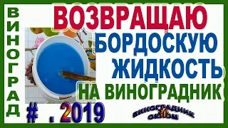 🍇 ЗАЧЕМ я возвращаю БОРДОСКУЮ жидкость на виноградник. Как работает бордоская против милдью.