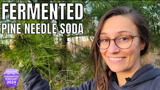 Fermented Pine Needle Soda | Natural Sprite | Fermented February Collaboration