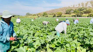 CULTIVO DE CALABAZA COSECHA EMPAQUE Y DISTRIBUCIÓN DE LA CALABAZA