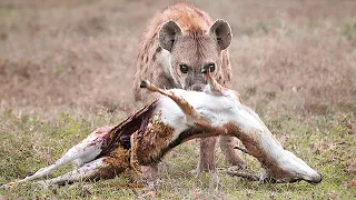 Half of an Impala tries to escaping from Hyena...