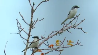 Loggerhead Shrike Songs And Courtship