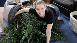 ENORMOUS PLANT REPOTTING | Design Time