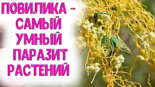 POVILIKA IS THE MOST SMART PLANT PARASITE. How and what to deal with dodder in the garden, in the gr