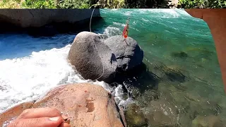 pesca de truchas con devolucion en chile, rio achibueno, linares pejerrey