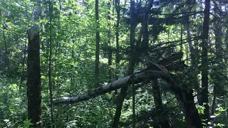 BIGFOOT EVIDENCE - TREES DOWN!