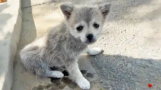 The injured puppy fled after being hit by a car, enduring pain and waiting for help on the road