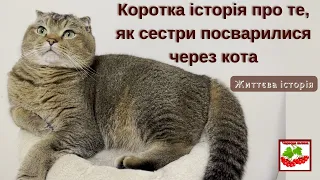 Коротка історія про те, як сестри посварились через кота. Життєва історія.