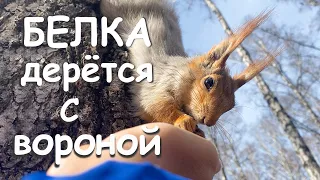 Белка дерётся с вороной за шишку. Коршуны летают.