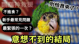 凱克幼鳥不喝奶?!別怕我來了!結局超展開!你肯定想不到! | 精鵡瘋雲