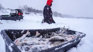 Метель метёт! Рыба клюёт! ПОЛНЫЕ САНИ РЫБЫ! Зимняя рыбалка 2023-2024