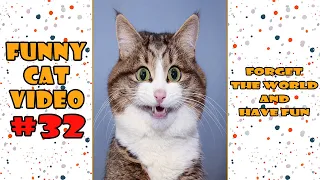 funny cat video Compilation #32 | cute cat videos | cat videos