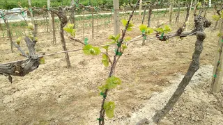 Sprouting of young vines, preparation for DOUBLE-SIDED CORDON