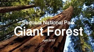 Путешествие по США - Sequoia National Park