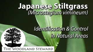 Japanese Stiltgrass (Microstegium vimineum) - Identification & Control June 4, 2020