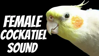 Female Cockatiel Sound, Cockatiel Singing and Chirping
