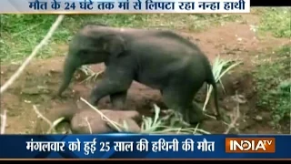 Heart Breaking Video of a Baby Elephant Trying to Wake Up Dead Mother